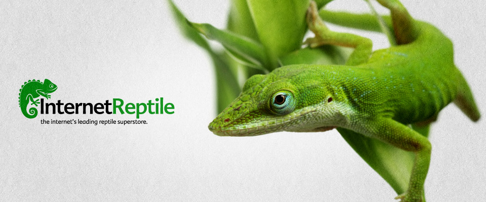 internet_reptile_branding_1